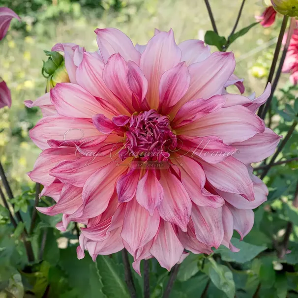 Георгин Айлендер (Dahlia Islander) — фото 5