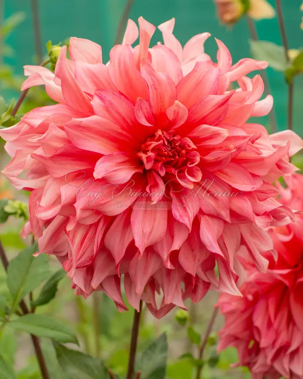 Георгин Айлендер (Dahlia Islander) — фото 6
