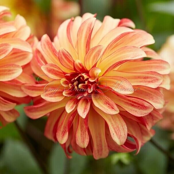 Георгин Айриш Пинвил (Dahlia Irish Pinwheel) — фото 3