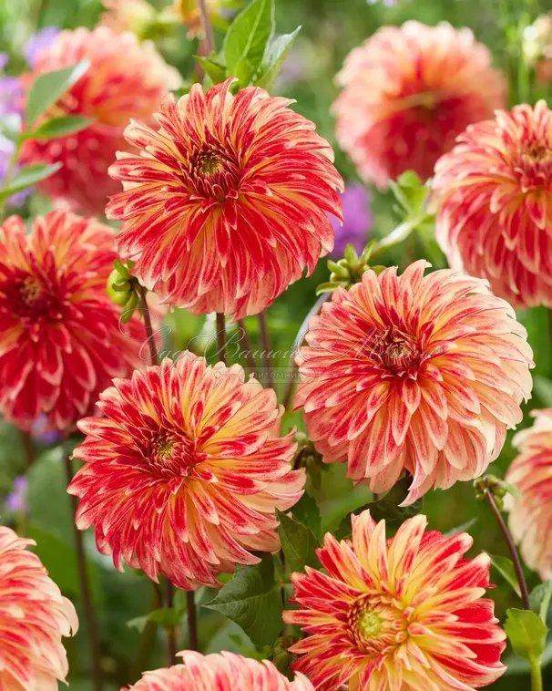 Георгин Айриш Пинвил (Dahlia Irish Pinwheel) — фото 4