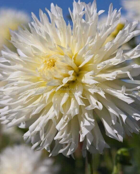 Георгин Айс Кристал (Dahlia Ice Crystal) — фото 2