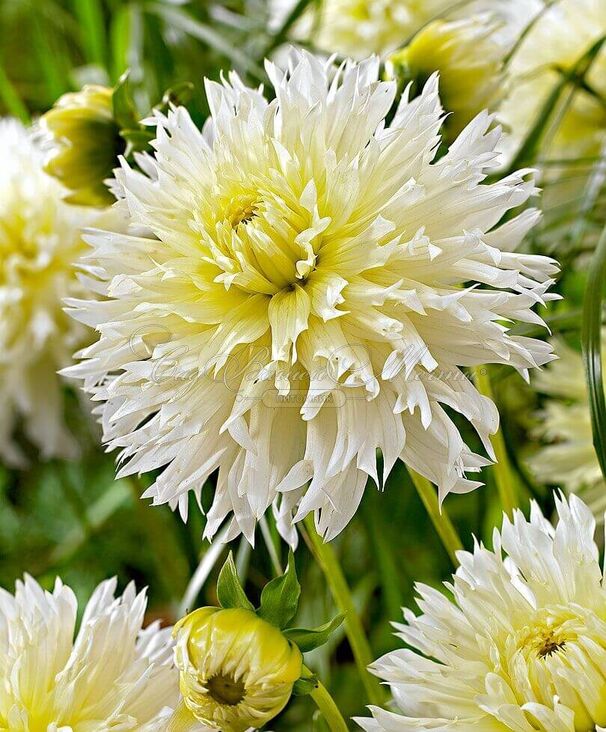 Георгин Айс Кристал (Dahlia Ice Crystal) — фото 3