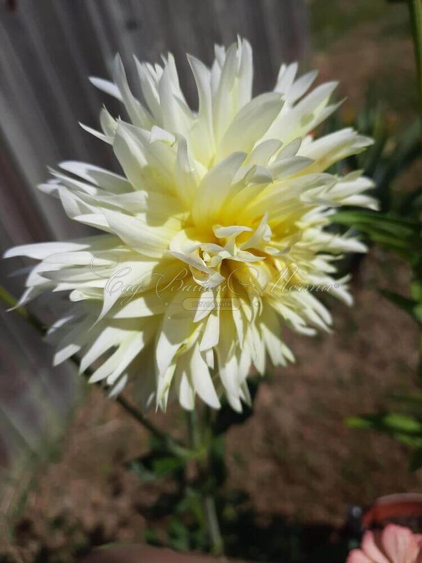 Георгин Айс Кристал (Dahlia Ice Crystal) — фото 4