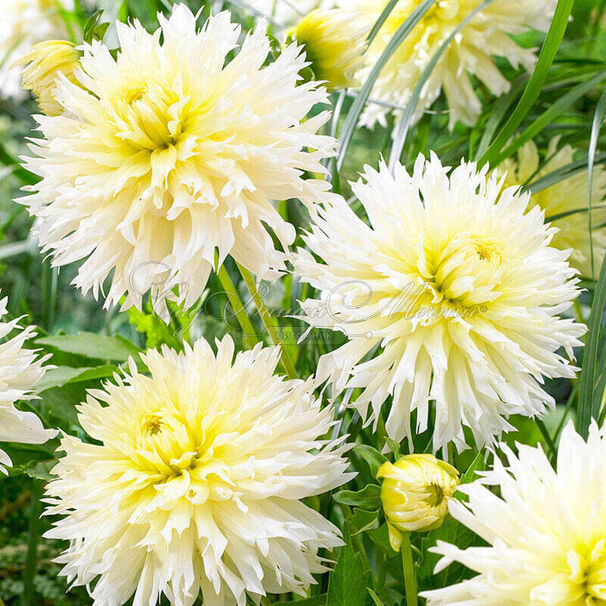 Георгин Айс Кристал (Dahlia Ice Crystal) — фото 5