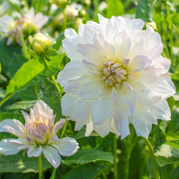 Георгин Айсберг (Dahlia Iceberg) — фото 2
