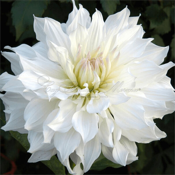Георгин Айсберг (Dahlia Iceberg) — фото 3