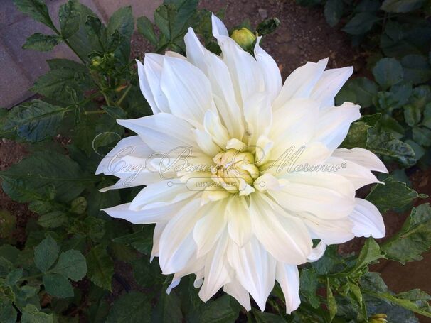 Георгин Айсберг (Dahlia Iceberg) — фото 4