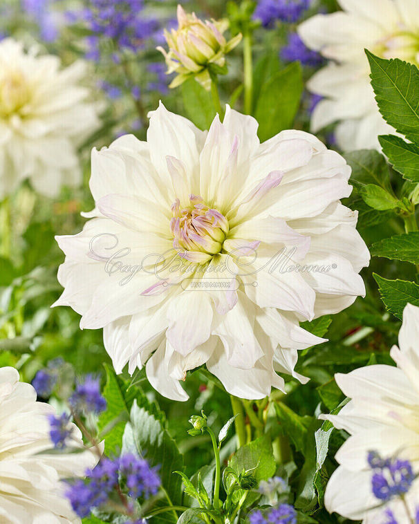 Георгин Айсберг (Dahlia Iceberg) — фото 5
