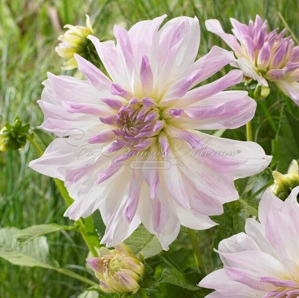 Георгин Айсберг (Dahlia Iceberg) — фото 6