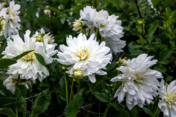 Георгин Айсберг (Dahlia Iceberg) — фото 7