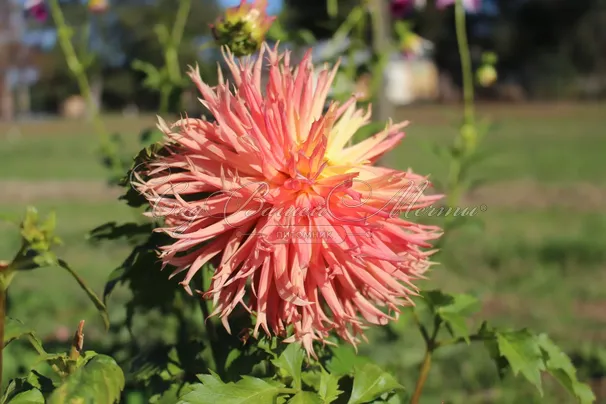 Георгин Айтара Бронвин (Dahlia Aitara Bronwyn) — фото 2