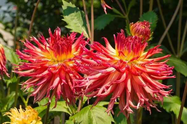 Георгин Айтара Бронвин (Dahlia Aitara Bronwyn) — фото 3