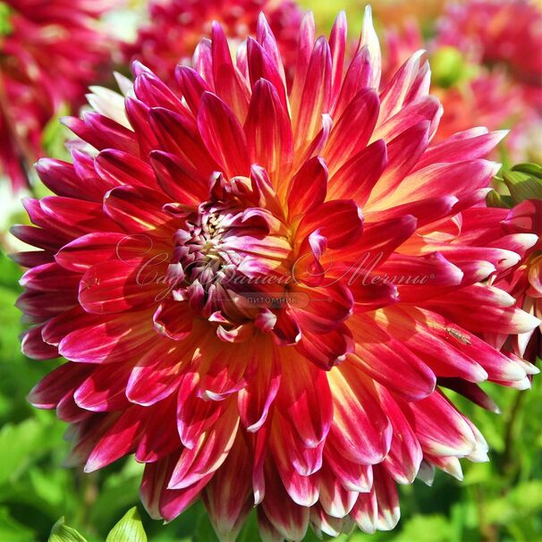 Георгин Акита (Dahlia Akita) — фото 2