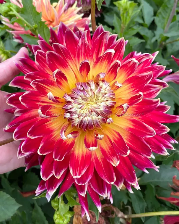 Георгин Акита (Dahlia Akita) — фото 3
