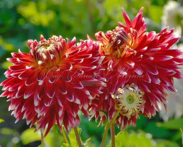 Георгин Акита (Dahlia Akita) — фото 4