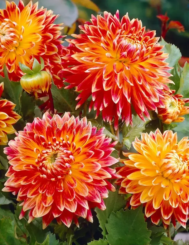 Георгин Акита (Dahlia Akita) — фото 5