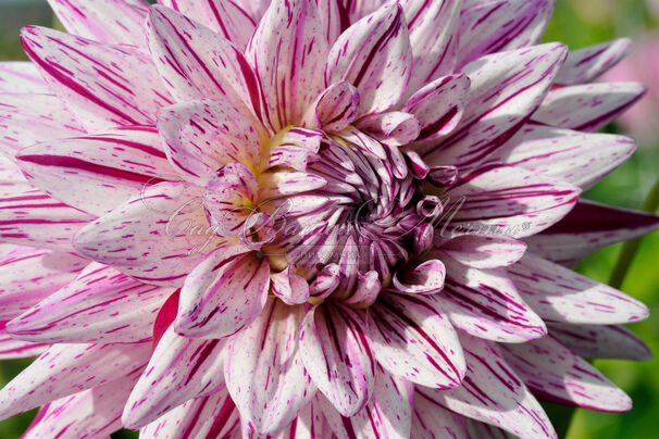 Георгин Акитас Страйпед (Dahlia Akita's Striped) — фото 2
