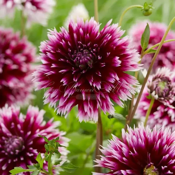 Георгин Алауна Клер Обскур (Dahlia Alauna Clair Obscure) — фото 2