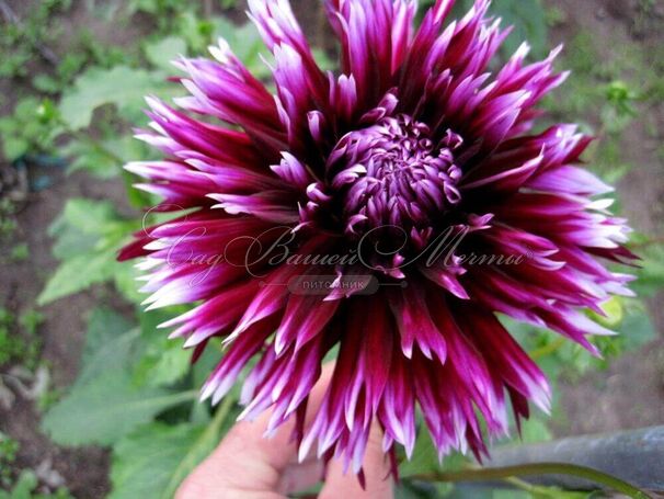 Георгин Алауна Клер Обскур (Dahlia Alauna Clair Obscure) — фото 3