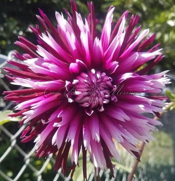 Георгин Алауна Клер Обскур (Dahlia Alauna Clair Obscure) — фото 4