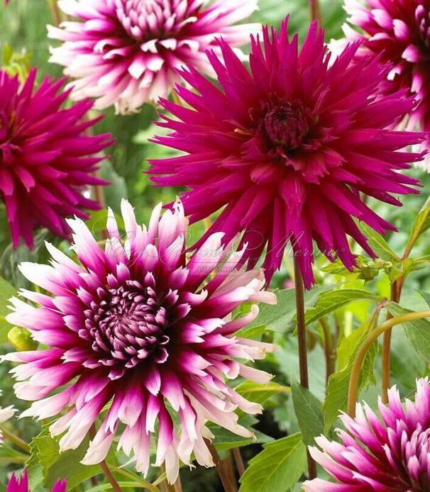 Георгин Алауна Клер Обскур (Dahlia Alauna Clair Obscure) — фото 5
