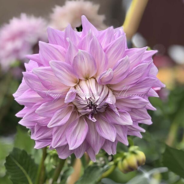 Георгин Алманд Джой (Dahlia Almand Joy) — фото 2
