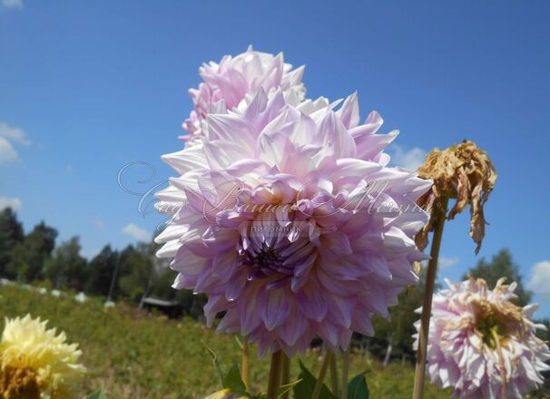 Георгин Алманд Джой (Dahlia Almand Joy) — фото 4