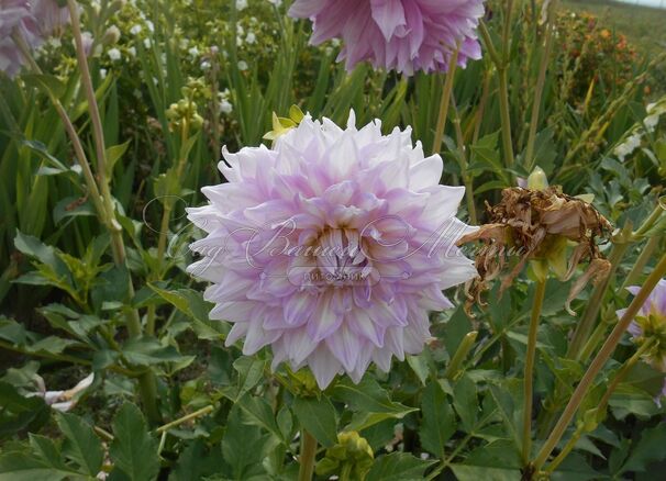 Георгин Алманд Джой (Dahlia Almand Joy) — фото 6