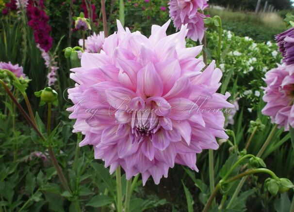 Георгин Алманд Джой (Dahlia Almand Joy) — фото 7