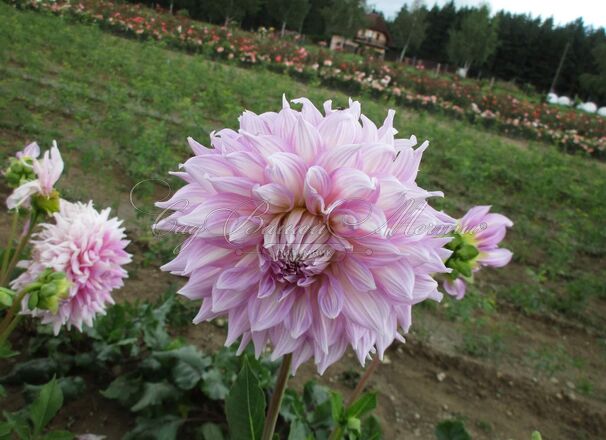 Георгин Алманд Джой (Dahlia Almand Joy) — фото 8