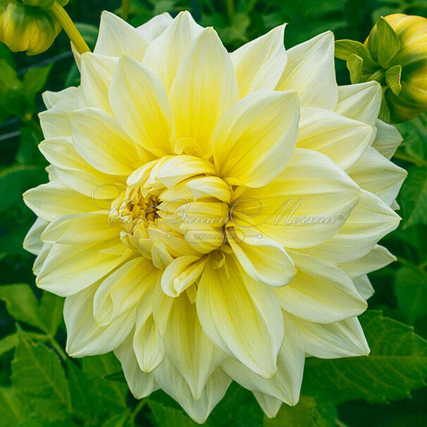 Георгин Альва Супрем (Dahlia Alva's Supreme) — фото 2