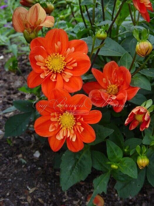 Георгин Альстергрус (Dahlia Alstergruss) — фото 2