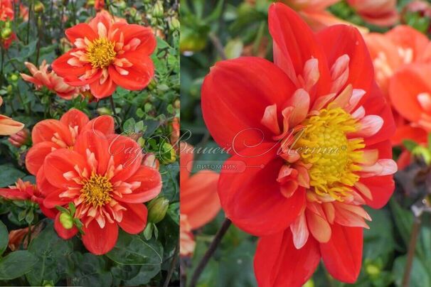 Георгин Альстергрус (Dahlia Alstergruss) — фото 3