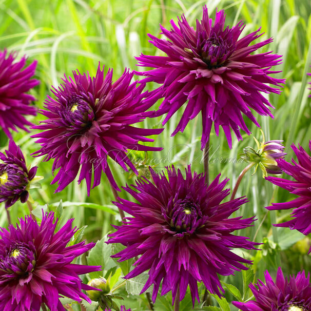 Георгин Амбишн (Dahlia Ambition) — фото 2