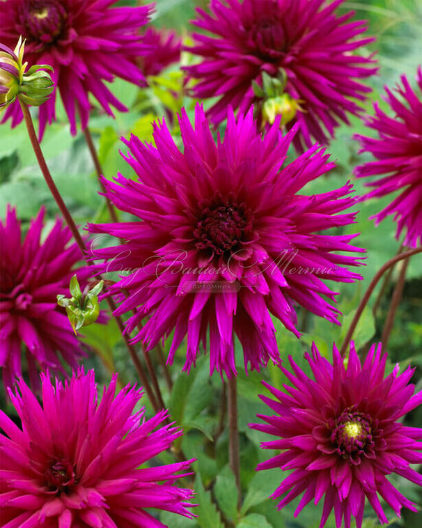 Георгин Амбишн (Dahlia Ambition) — фото 3