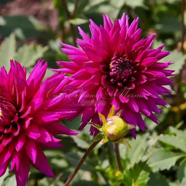 Георгин Амбишн (Dahlia Ambition) — фото 4
