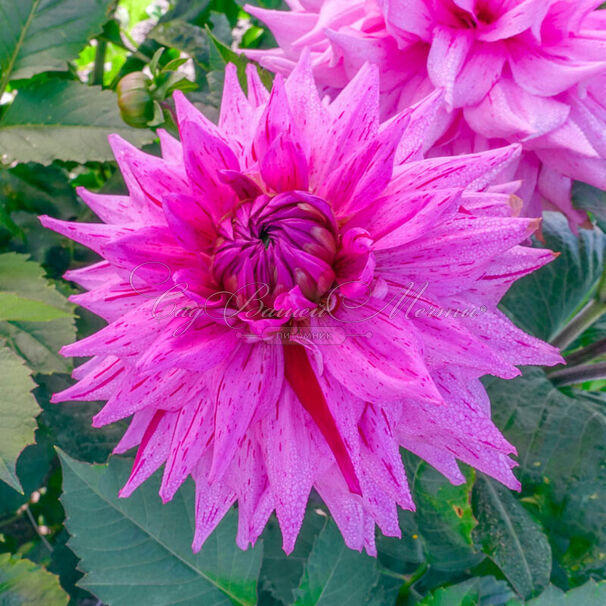 Георгин Американ Дрим (Dahlia American Dream) — фото 3