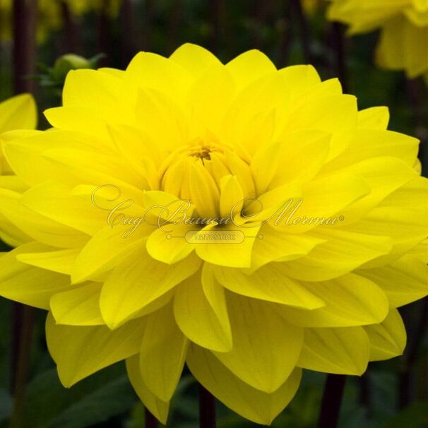 Георгин Американ Сан (Dahlia American Sun) — фото 3