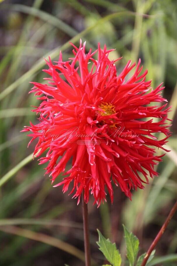 Георгин Апачи (Dahlia Apache) — фото 2