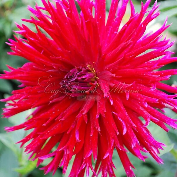 Георгин Апачи (Dahlia Apache) — фото 3