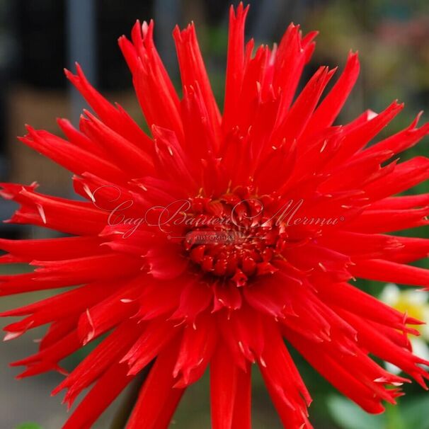 Георгин Апачи (Dahlia Apache) — фото 4