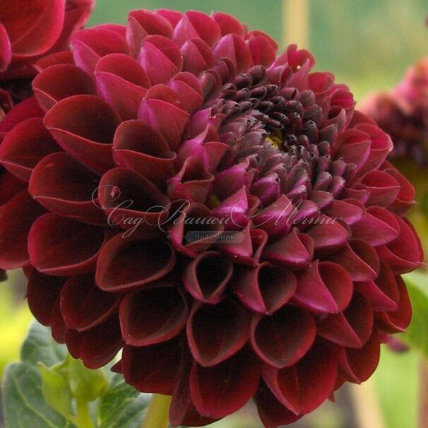 Георгин Арабиан Найт (Dahlia Arabian Night) — фото 2