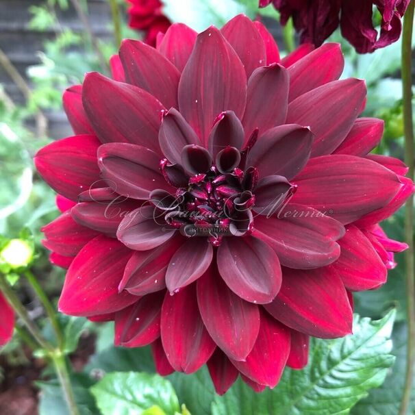Георгин Арабиан Найт (Dahlia Arabian Night) — фото 3