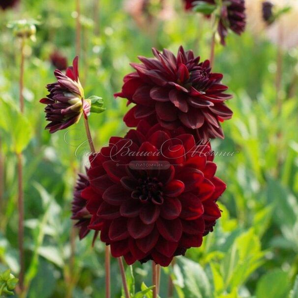 Георгин Арабиан Найт (Dahlia Arabian Night) — фото 6