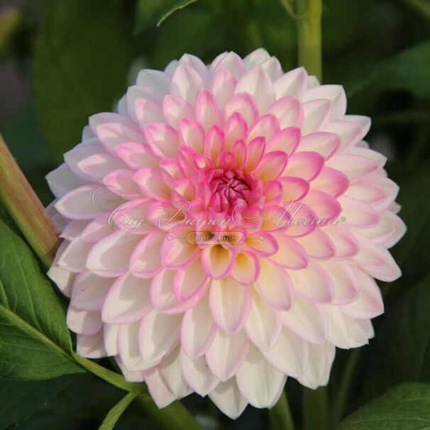 Георгин Арбатакс (Dahlia Arbatax) — фото 2