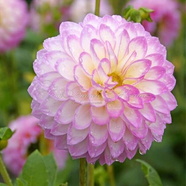 Георгин Арбатакс (Dahlia Arbatax) — фото 3