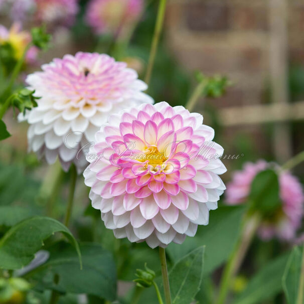 Георгин Арбатакс (Dahlia Arbatax) — фото 4