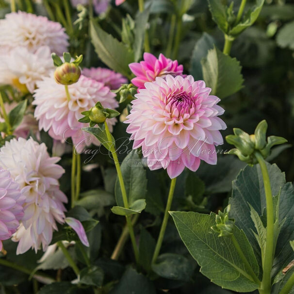 Георгин Арбатакс (Dahlia Arbatax) — фото 5