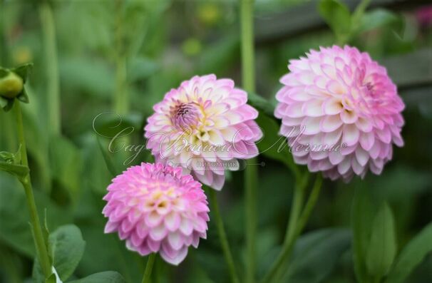 Георгин Арбатакс (Dahlia Arbatax) — фото 6