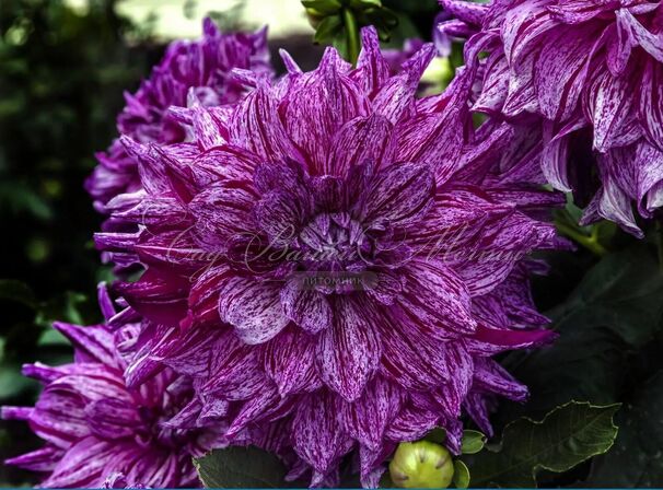 Георгин Арт Акт (Dahlia Art Act) — фото 2